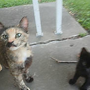 Kunta Woodside is registered to the contest to win money with this photo: animal, black_cat, blurred, cat, concrete, curious, daylight, feline, grass, kitten, nature, outdoor, pet, porch, small, standing, tortoiseshell, two_animals, walkway, young