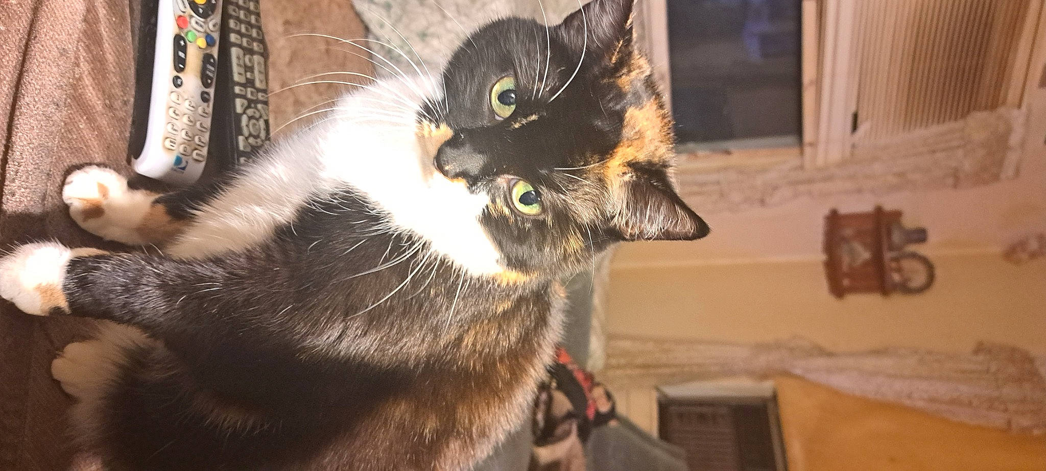 Turtle is registered to the contest to win money with this photo: black_cat, carnivore, cat, claw, domestic_short_haired_cat, ear, fawn, felidae, fur, paw, small_to_medium_sized_cats, snout, tail, whiskers, window, wood