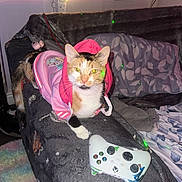 Bella is registered to the contest to win money with this photo: cat, pink_hoodie, couch, blanket, gaming_controller, lamp, indoor, feline, pet, cozy, colorful_rug, living_room, relaxed, animal_clothing, laser_dots, calico_cat, electronics, soft_lighting, furniture, home