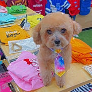 Shadow is registered to the contest to win money with this photo: dog, tie, table, clothes, folded_clothes, accessories, colorful, shopping, pet, cute, small_dog, indoor, fabric, apparel, display, retail, store, toy_poodle, fur, looking