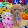 dog, tie, table, clothes, folded_clothes, accessories, colorful, shopping, pet, cute, small_dog, indoor, fabric, apparel, display, retail, store, toy_poodle, fur, looking