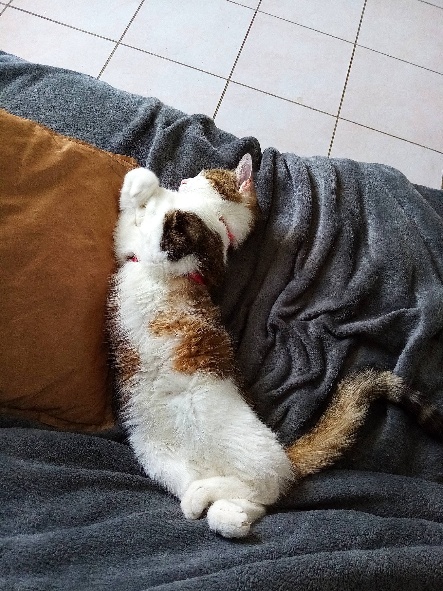 Scoubi a rejoint le concours — aidez-le/la à gagner de superbes lots ! canidae, carnivore, cat, claw, companion_dog, fawn, felidae, fur, nap, paw, sleep, small_to_medium_sized_cats, tail, whiskers