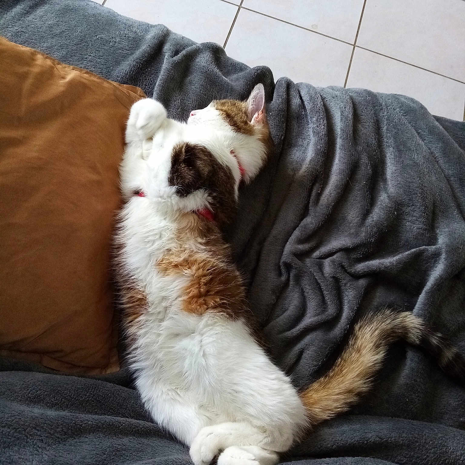 Scoubi