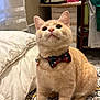 cat, feline, orange_cat, bow_tie, collar, bell, whiskers, pet, indoor, bed, bedding, blanket, cozy, portrait, sitting, looking_up, shelf, books, furniture, cute