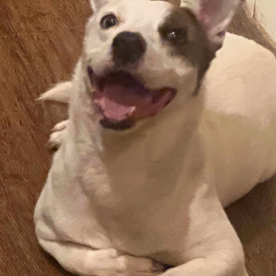 Mr Frodo joined the competition — help win amazing prizes! animal, canine, closeup, dog, domestic_animal, ears_up, floor, friendly, happy_dog, home, household, indoor, looking_up, lying_down, pet, playful, smiling, tongue_out, white_dog, wooden_floor