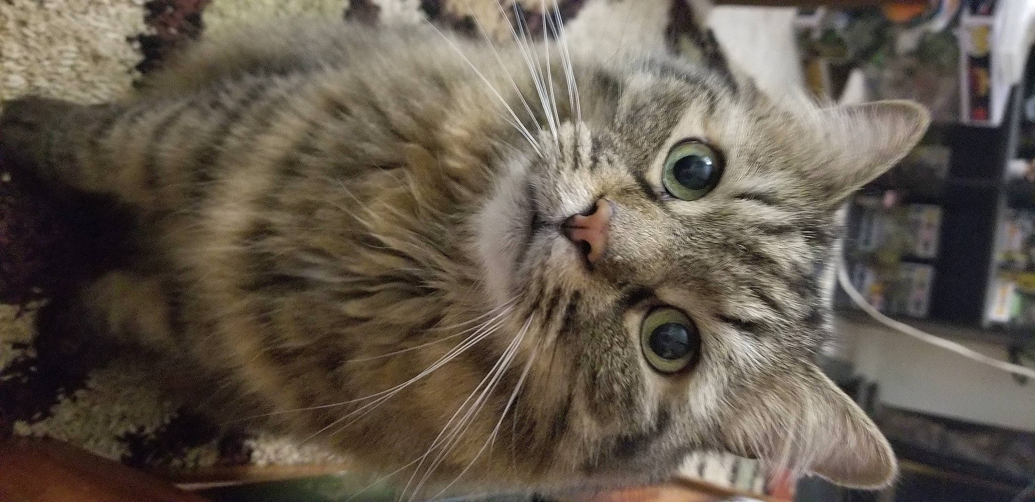 Lex joined the competition — help win amazing prizes! carnivore, cat, close_up, domestic_short_haired_cat, fawn, felidae, fur, iris, skin, small_to_medium_sized_cats, snout, tabby_cat, terrestrial_animal, vertebrate, whiskers