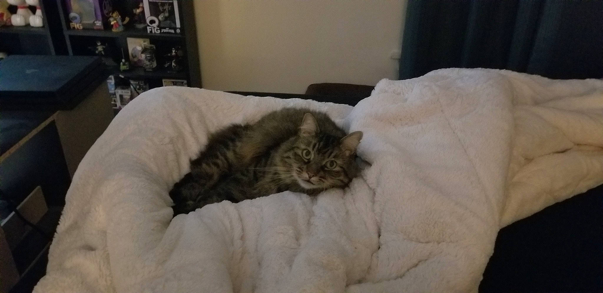 Lex is registered to the contest to win money with this photo: carnivore, cat, cat_bed, comfort, curtain, felidae, fur, linens, nap, shelf, sleep, small_to_medium_sized_cats, whiskers