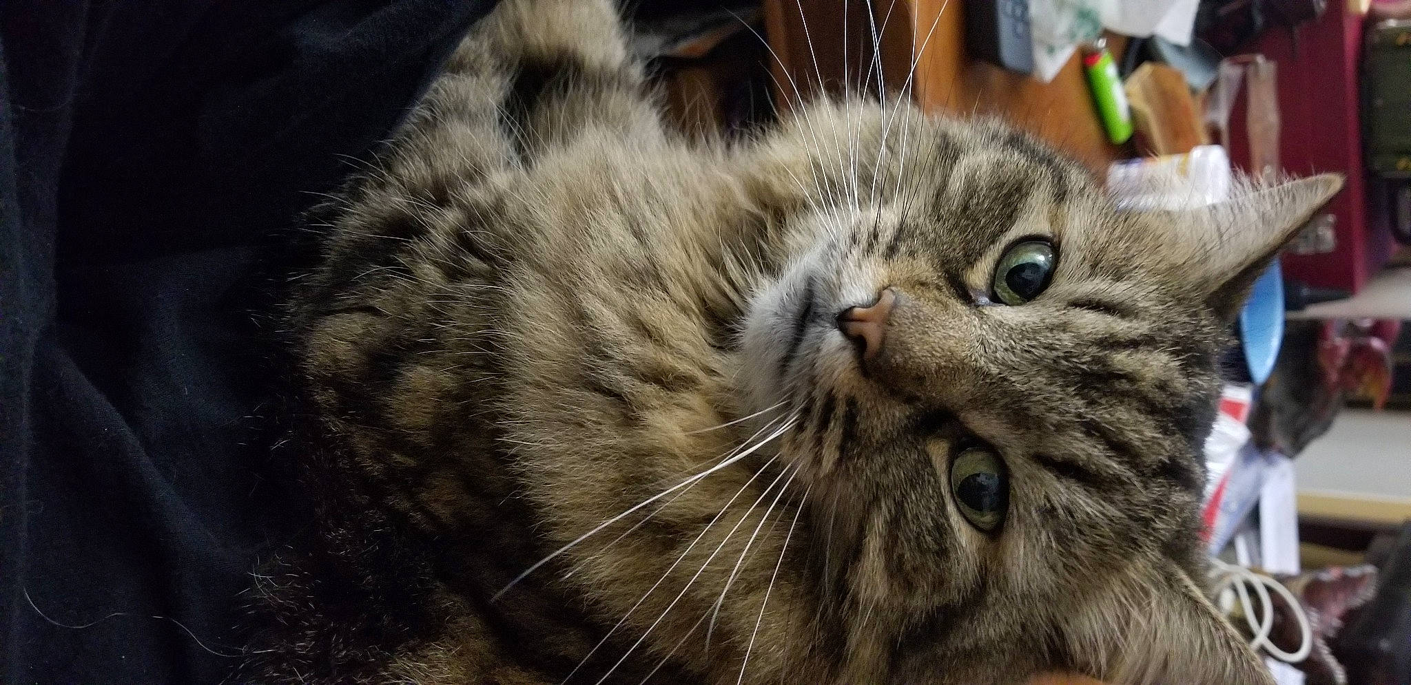 Lex joined the competition — help win amazing prizes! carnivore, cat, domestic_short_haired_cat, fawn, felidae, fur, small_to_medium_sized_cats, snout, tabby_cat, whiskers