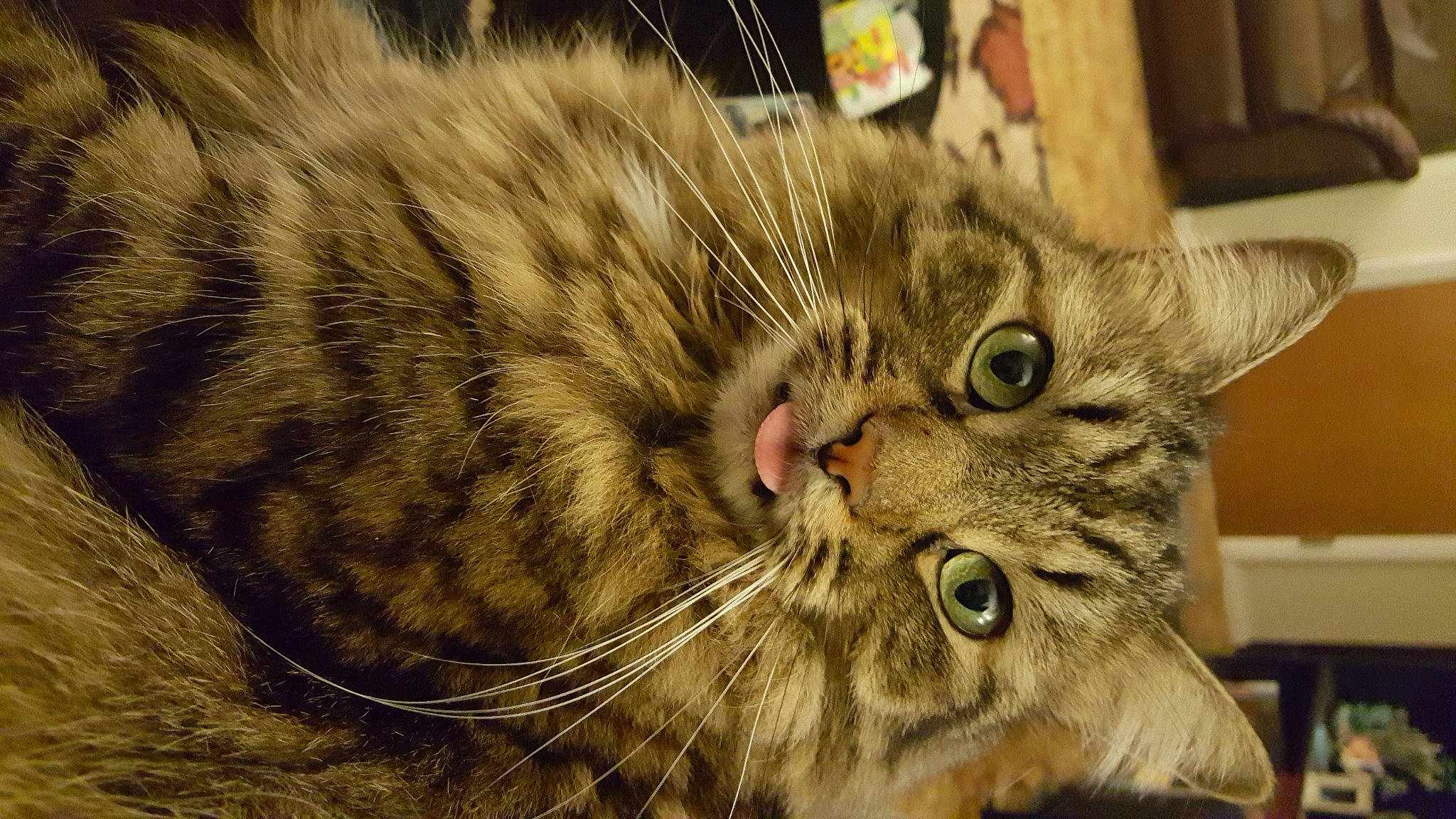 Lex joined the competition — help win amazing prizes! carnivore, cat, curious, domestic_short_haired_cat, felidae, fur, shelf, small_to_medium_sized_cats, snout, tabby_cat, terrestrial_animal, vertebrate, whiskers