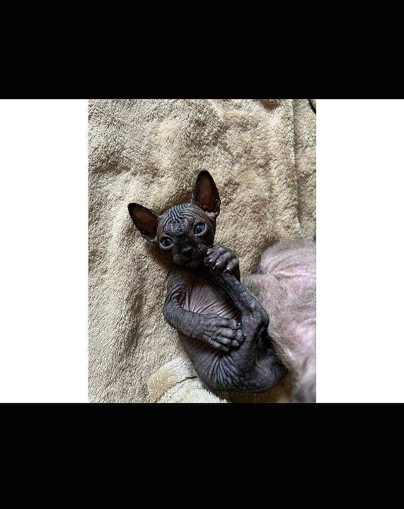 Dobby joined the competition — help win amazing prizes! art, canidae, darkness, fawn, felidae, fictional_character, flooring, font, fur, grey, metal, sculpture, sitting, small_to_medium_sized_cats, snout, soil, tail, toy, whiskers, wood