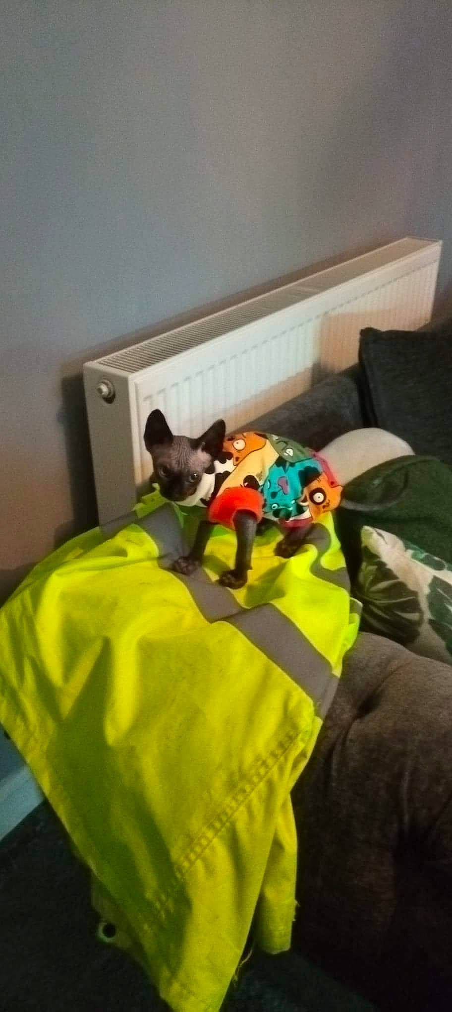 Dobby is registered to the contest to win money with this photo: bean_bag, bed, canidae, carnivore, comfort, companion_dog, couch, dog_breed, dog_supply, fawn, felidae, linens, room, small_to_medium_sized_cats, sporting_group, stuffed_toy, tail, toy, whiskers, working_animal