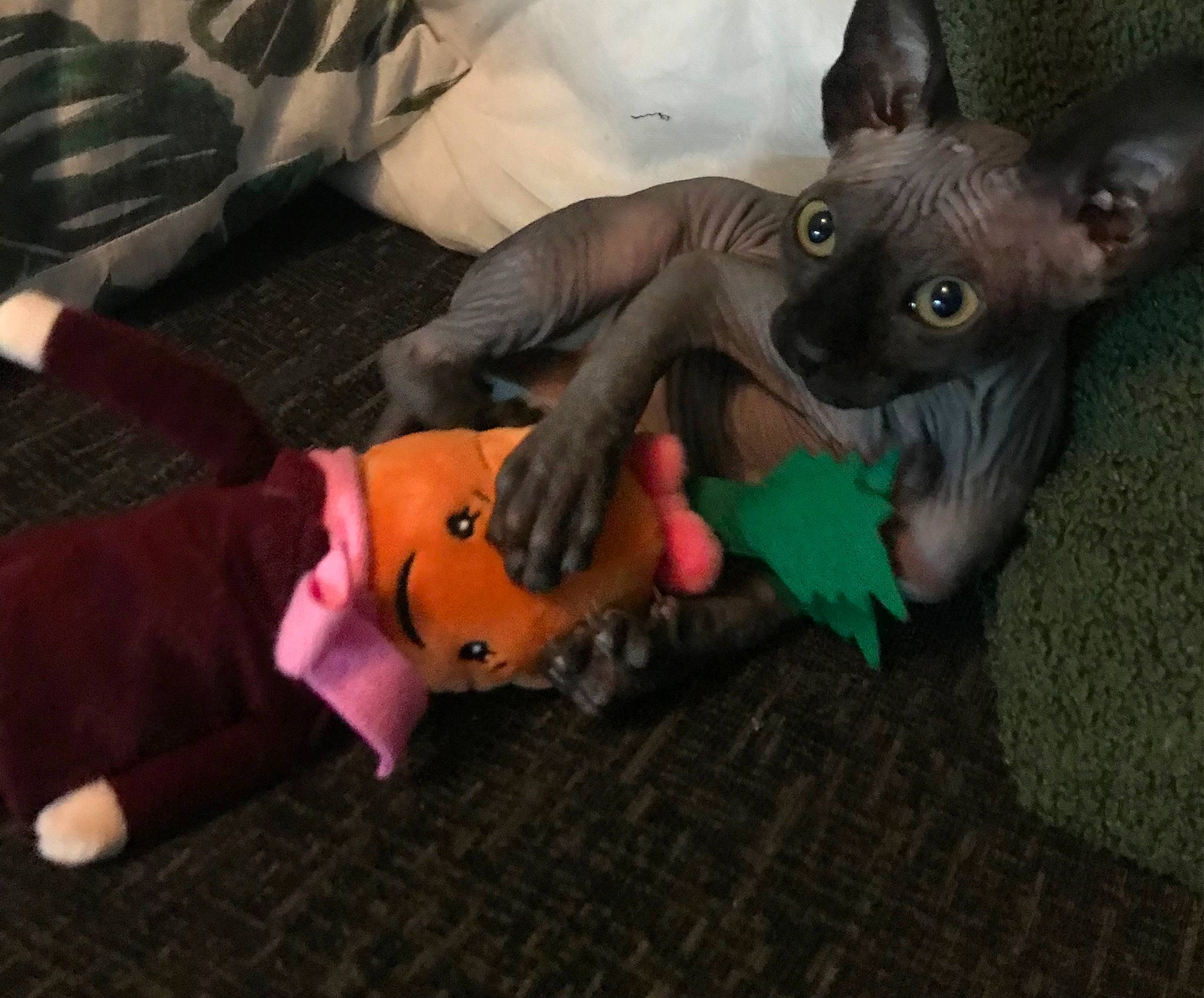 Dobby is registered to the contest to win money with this photo: animation, baby_toys, canidae, carmine, costume, doll, fawn, felidae, fictional_character, fur, plush, stuffed_toy, toy, whiskers