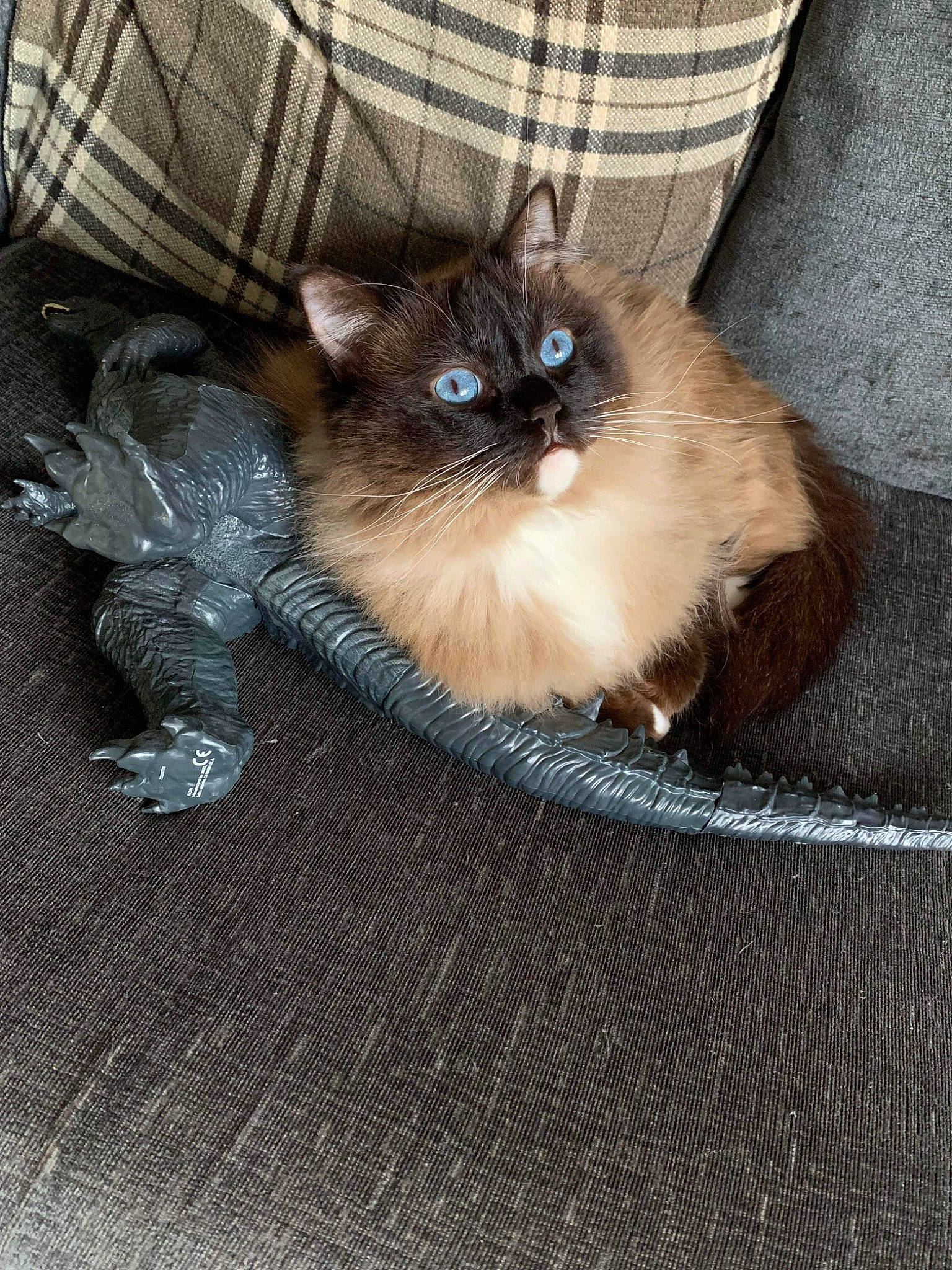 Blue is registered to the contest to win money with this photo: balinese, birman, brown, carnivore, cat, claw, fawn, felidae, fur, pattern, plaid, ragdoll, siamese, small_to_medium_sized_cats, snout, tail, whiskers