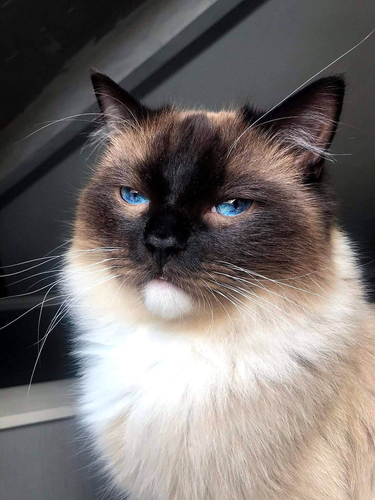 Blue is registered to the contest to win money with this photo: birman, carnivore, cat, electric_blue, fawn, felidae, flooring, fur, gas, iris, ragdoll, siamese, small_to_medium_sized_cats, snout, terrestrial_animal, thai, whiskers
