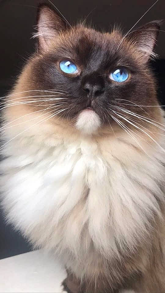 Blue joined the competition — help win amazing prizes! balinese, birman, carnivore, cat, electric_blue, event, fawn, felidae, fur, ragdoll, siamese, small_to_medium_sized_cats, snout, terrestrial_animal, thai, whiskers