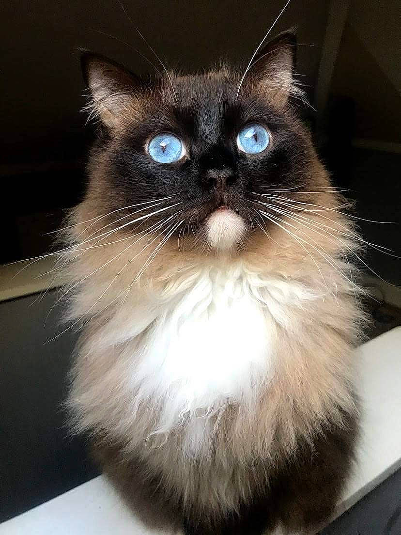 Blue is registered to the contest to win money with this photo: balinese, birman, box, carnivore, cat, fawn, felidae, fur, hair, ragdoll, siamese, small_to_medium_sized_cats, snout, terrestrial_animal, thai, whiskers