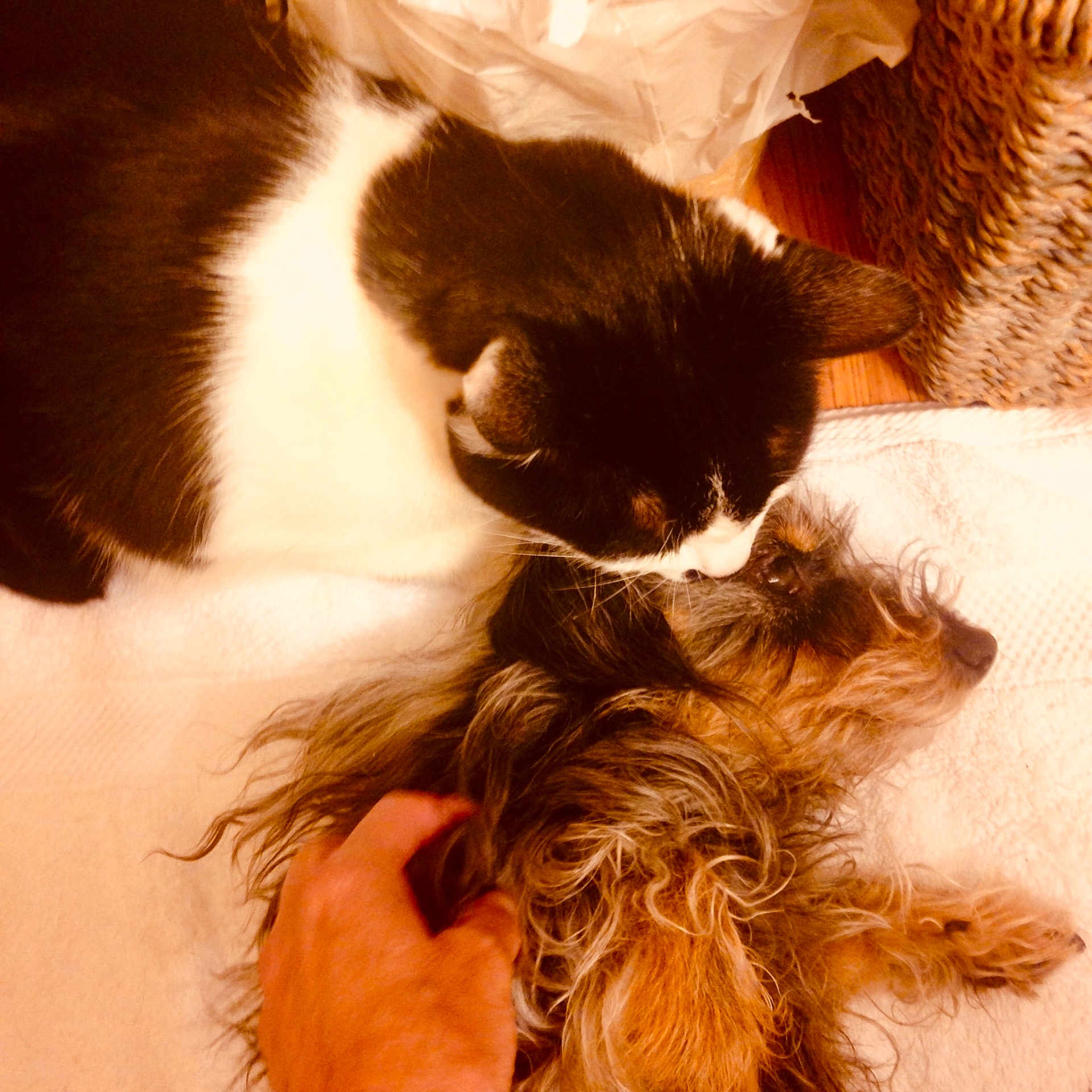 Shayla joined the competition — help win amazing prizes! canidae, carnivore, cat, companion_dog, ear, felidae, fur, kitten, long_hair, norwegian_forest_cat, puppy, small_to_medium_sized_cats, sporting_group, tail, whiskers