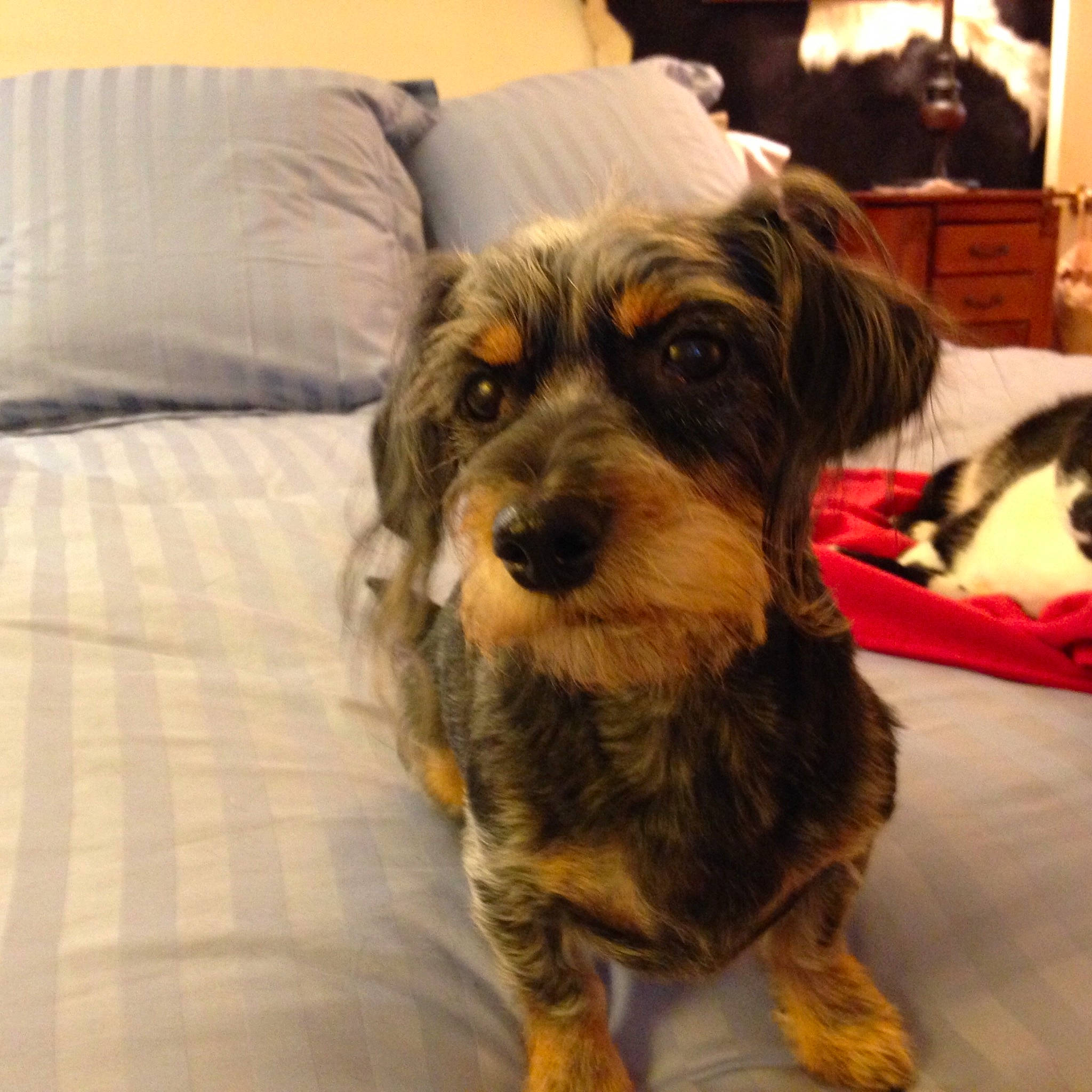 Shayla joined the competition — help win amazing prizes! australian_silky_terrier, canidae, carnivore, cavapoo, cockapoo, companion_dog, dog, dog_breed, mammal, morkie, petit_basset_griffon_vendeen, puppy, puppy_love, rare_breed_dog, schnoodle, snout, sporting_group, vertebrate, yorkipoo, yorkshire_terrier