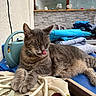 Waliby participe au concours pour gagner de l'argent avec cette photo : cat, gray_tabby, licking, indoor, water_can, cables, folded_clothes, table, decor, shelf, cozy, relaxed, furniture, pet, fur, whiskers, playful, resting, household_items, close_up