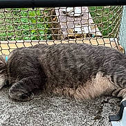 Waliby a rejoint le concours — aidez-le/la à gagner de superbes lots ! cat, sleeping, gray_tabby, outdoor, fence, mesh, concrete, collar, paw, fur, relaxed, napping, pet, balcony, greenery, daylight, closeup, quiet, resting, animal