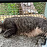 cat, sleeping, gray_tabby, outdoor, fence, mesh, concrete, collar, paw, fur, relaxed, napping, pet, balcony, greenery, daylight, closeup, quiet, resting, animal