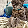 Waliby participe au concours pour gagner de l'argent avec cette photo : cat, gray_cat, pet, animal, paws, collar, cords, ropes, watering_can, blue_fabric, resting, close_up, whiskers, tongue_out, indoor, feline, fur, sleeping, domestic_animal, household