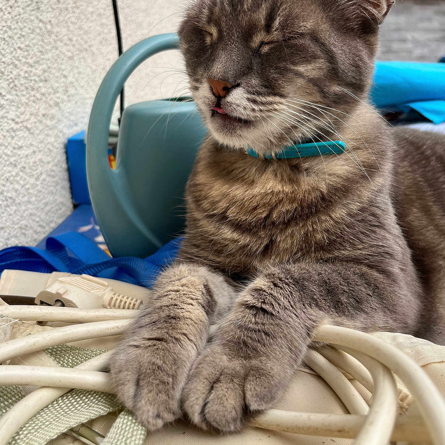 Waliby participe au concours pour gagner de l'argent avec cette photo : cat, gray_cat, pet, animal, paws, collar, cords, ropes, watering_can, blue_fabric, resting, close_up, whiskers, tongue_out, indoor, feline, fur, sleeping, domestic_animal, household
