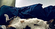 Franklin Guajardo is registered to the contest to win money with this photo: animal, bed, black, brown, cat, comfort, cozy, domestic, feline, fur, indoor, pattern, pet, pillow, quilt, relaxed, resting, sleeping, texture, white