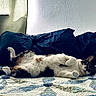 animal, bed, black, brown, cat, comfort, cozy, domestic, feline, fur, indoor, pattern, pet, pillow, quilt, relaxed, resting, sleeping, texture, white