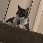 Franklin Guajardo joined the competition — help win amazing prizes! animal, carpet, cat, collar, cozy, domestic, ears, feline, house, indoor, looking_down, pet, quiet, resting, stairs, tabby, vertical_lines, wall, white_chest, white_paws