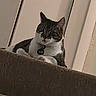 animal, carpet, cat, collar, cozy, domestic, ears, feline, house, indoor, looking_down, pet, quiet, resting, stairs, tabby, vertical_lines, wall, white_chest, white_paws
