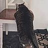 Franklin Guajardo is registered to the contest to win money with this photo: animal, back_view, black_floor, cat, chair, curious, domestic, feline, floor_rug, furniture, home, indoor, looking_away, patterned_rug, pet, standing, striped_fur, tail, white_paws, wooden_chair
