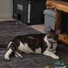 Franklin Guajardo joined the competition — help win amazing prizes! animal, cat, collar, curious, domestic, feather, floor, gray_rug, household, indoor, laying_down, looking, pet, relaxed, rug, storage_container, tabby, tabby_cat, toy, wooden_furniture