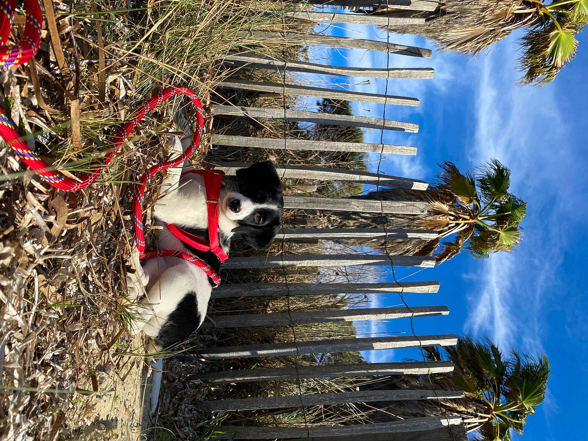 Samba joined the competition — help win amazing prizes! arecales, carnivore, cloud, dog, landscape, leisure, line, nature, palm_tree, plant, pole, recreation, reflection, sky, spoke, sporting_group, tree, water, wood, woody_plant