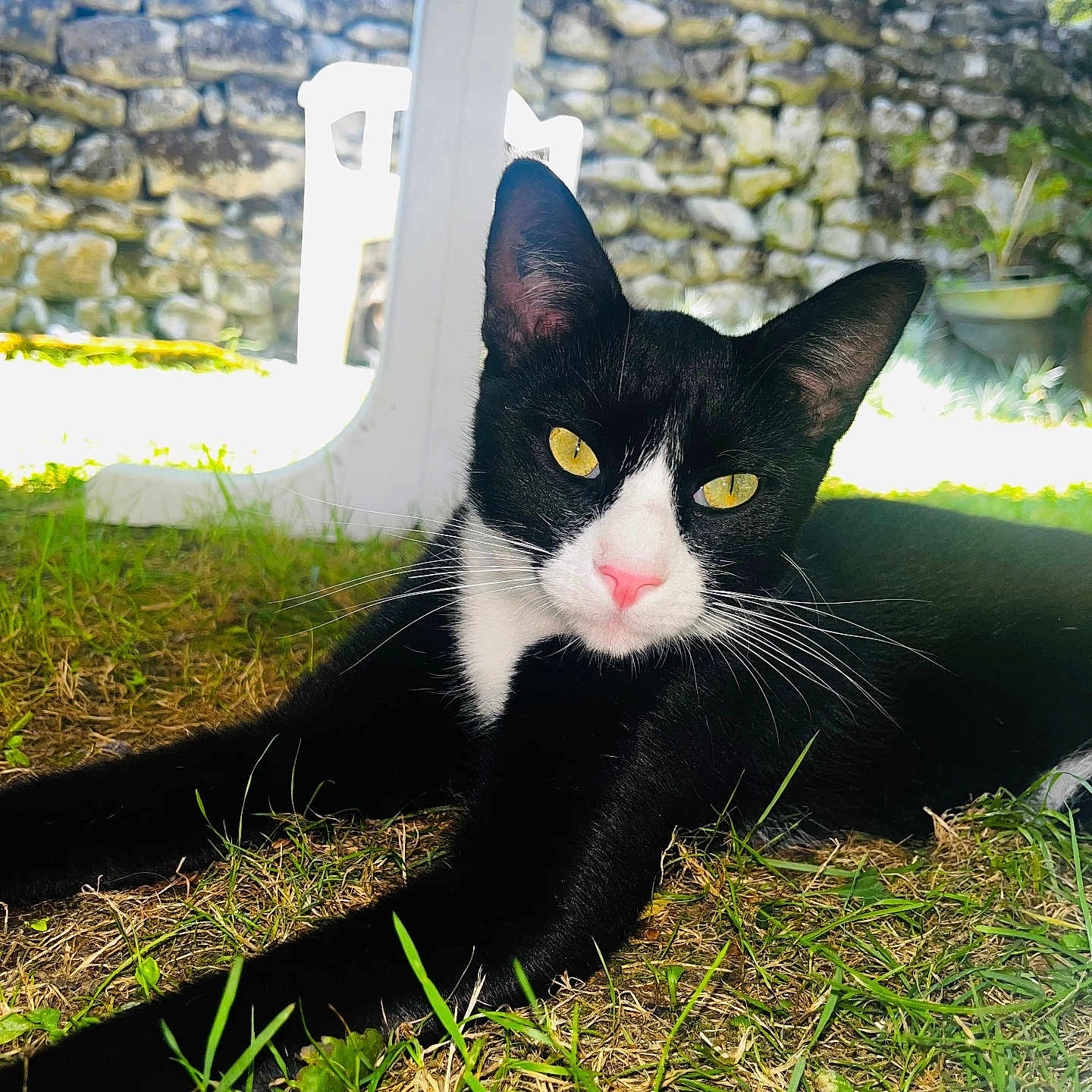 Damso participe au concours pour gagner de l'argent avec cette photo : animal, architecture, backyard, building, cat, face, grass, green, head, nature, outdoors, person, pet, plant, pottedplant, rock, shelter, slate, wall, yard
