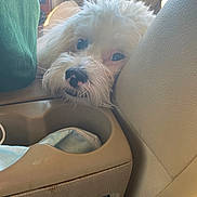 Louie joined the competition — help win amazing prizes! dog, white_dog, small_dog, car_interior, car_seat, cup_holder, surgical_mask, face, nose, fur, pet, console, upholstery, close_up, resting, sleepy, whiskers, pink_black_nose, front_seat_pet, sunlight_glare