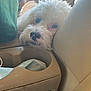 dog, white_dog, small_dog, car_interior, car_seat, cup_holder, surgical_mask, face, nose, fur, pet, console, upholstery, close_up, resting, sleepy, whiskers, pink_black_nose, front_seat_pet, sunlight_glare