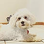 dog, white_dog, small_dog, bichon_frise_like, fluffy, pet, indoors, tile_floor, portrait, closeup, brown_eyes, black_nose, paw, fur, collar, pet_tag, looking_at_camera, laying_down, home, cozy