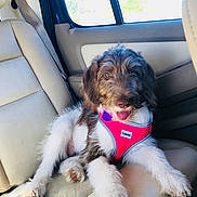 Bella joined the competition — help win amazing prizes! dog, puppy, pink_harness, car_interior, leather_seat, back_seat, window, sunlight, tongue, panting, brown_and_white_fur, mixed_breed, relaxed, pet, travel, road_trip, seatbelt, passenger_seat, cute, vehicle