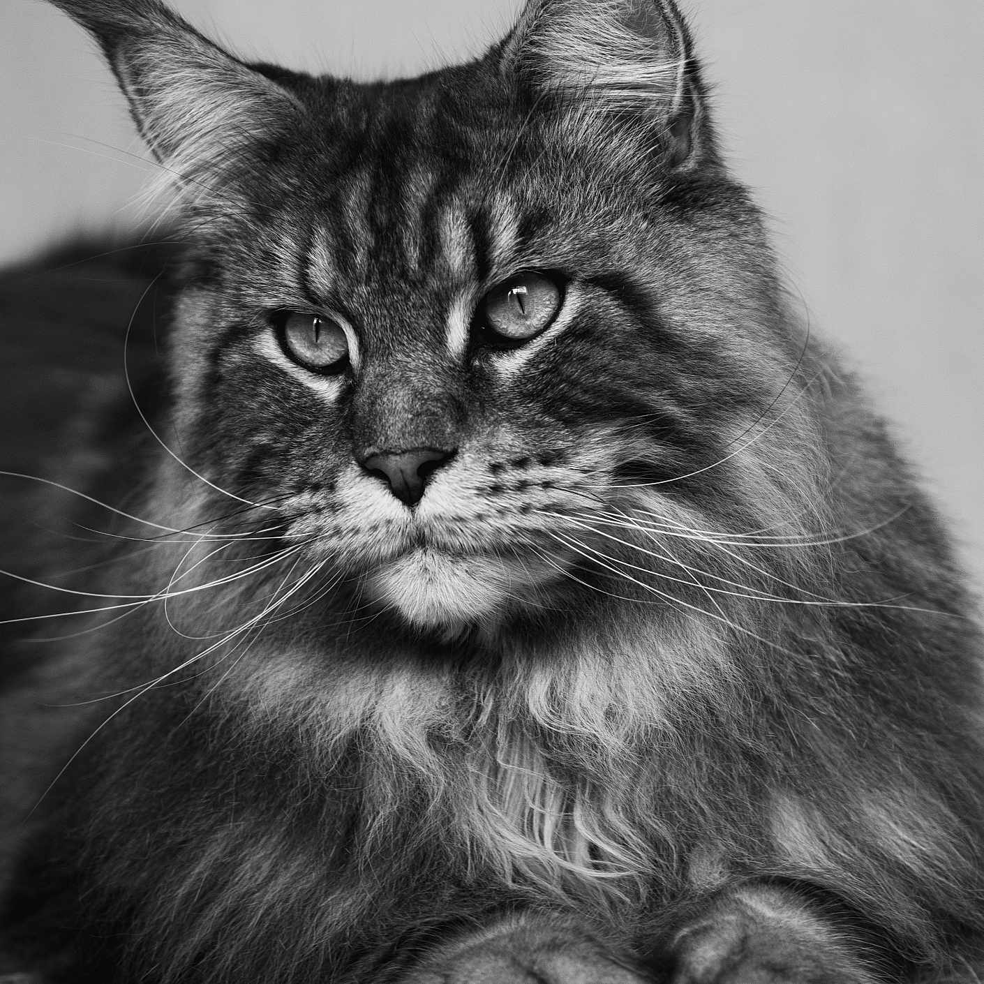 Sam a rejoint le concours — aidez-le/la à gagner de superbes lots ! animal, black_and_white, cat, close_up, cute, eyes, face, feline, fluffy, fur, head, indoor, lying_down, maine_coon, mammal, paws, pet, portrait, relaxed, whiskers