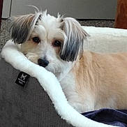 Joy is registered to the contest to win money with this photo: dog, pet, bed, cozy, fleece, fur, ears, indoor, animal, relaxed, comfort, cute, brown, white, small_dog, looking, resting, portrait, domestic, canine