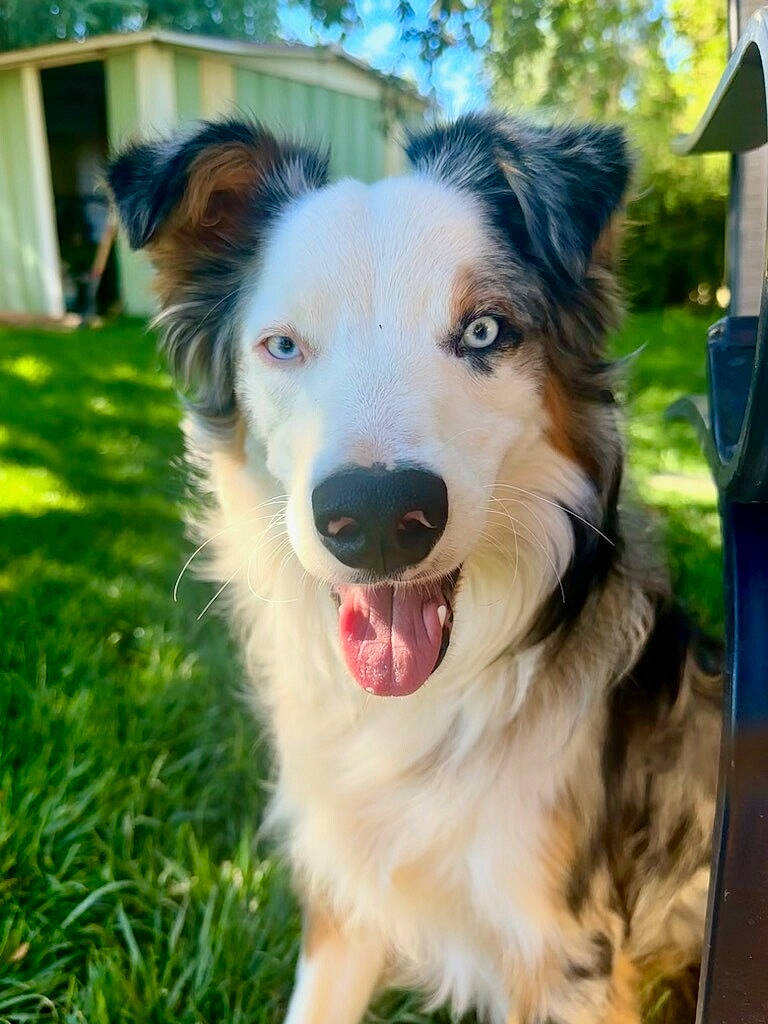 Chevy is registered to the contest to win money with this photo: border_collie, canidae, carnivore, companion_dog, dog, dog_breed, fur, grass, plant, recreation, snout, sporting_group, terrestrial_animal, tree, whiskers, working_dog