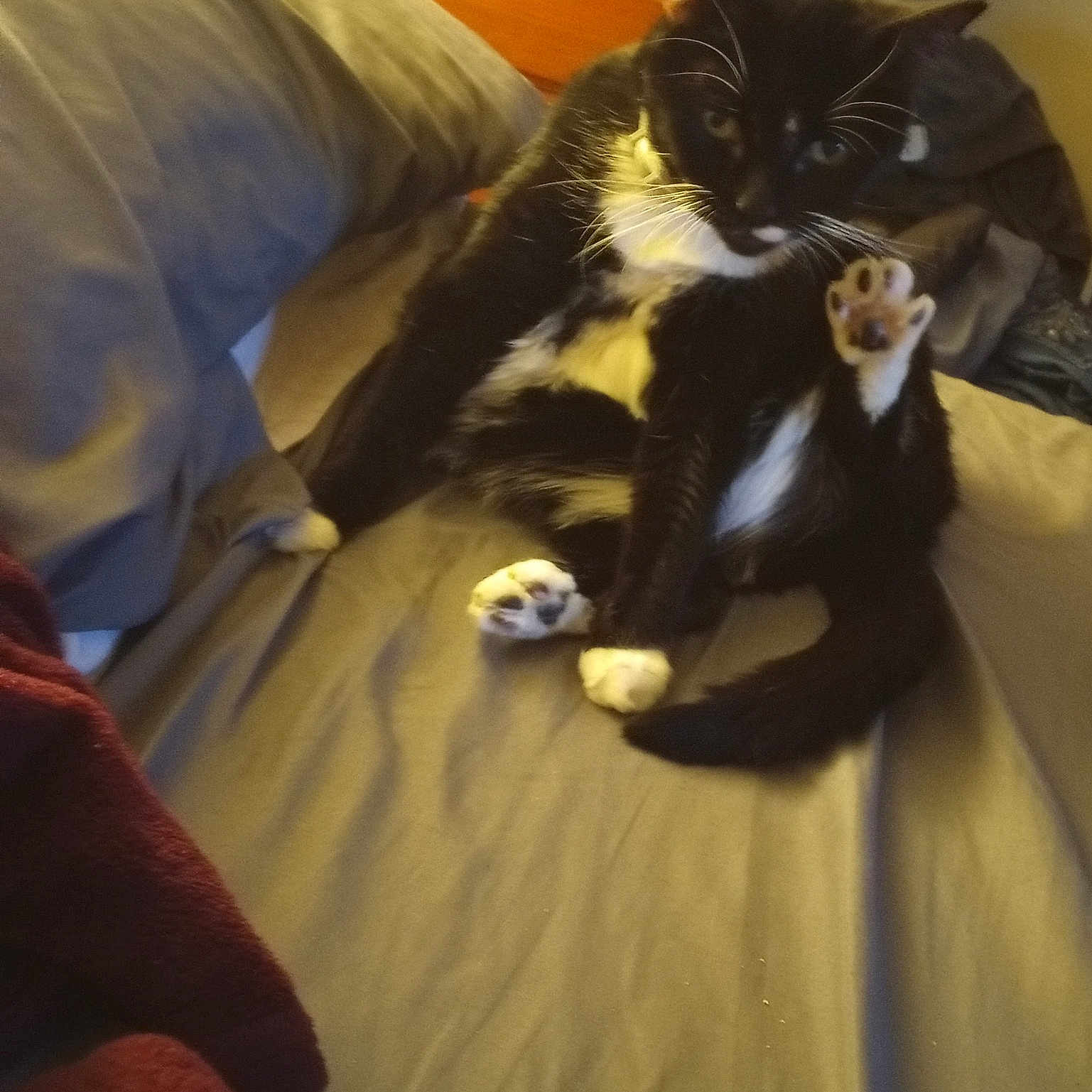 Oreo