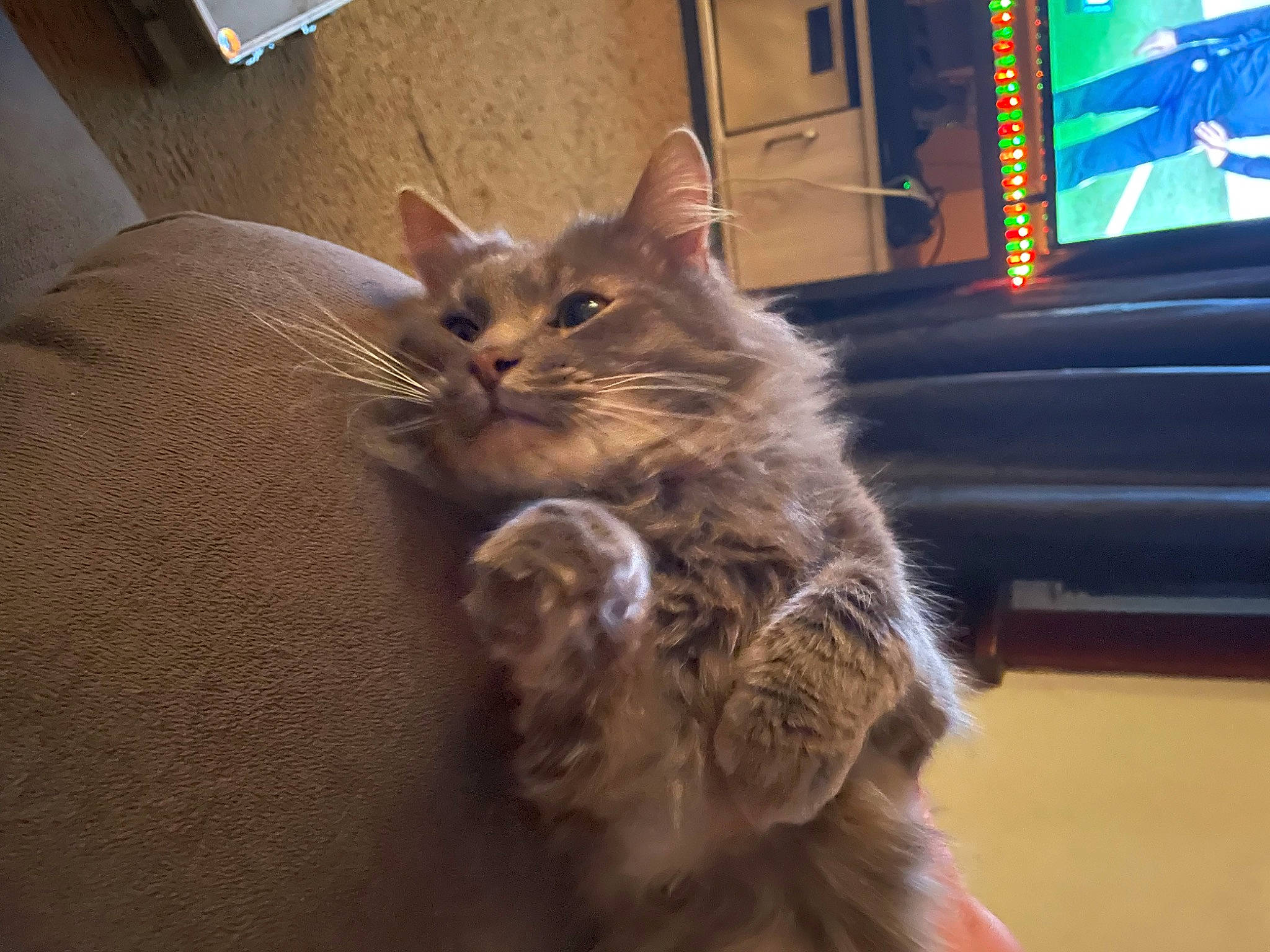 Ashton is registered to the contest to win money with this photo: box, british_longhair, carnivore, cat, claw, comfort, display_device, domestic_short_haired_cat, fawn, felidae, fur, led_backlit_lcd_display, maine_coon, paw, shipping_box, small_to_medium_sized_cats, snout, tail, television, whiskers