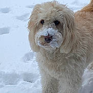 Goldilocks joined the competition — help win amazing prizes! dog, snow, winter, outdoor, fluffy, cream_colored, long_hair, curly_fur, frosty_muzzle, sitting, portrait, pet, animal, cute, black_nose, dark_eyes, snowy_background, cold_weather, nature, photography