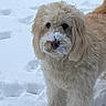 dog, snow, winter, outdoor, fluffy, cream_colored, long_hair, curly_fur, frosty_muzzle, sitting, portrait, pet, animal, cute, black_nose, dark_eyes, snowy_background, cold_weather, nature, photography