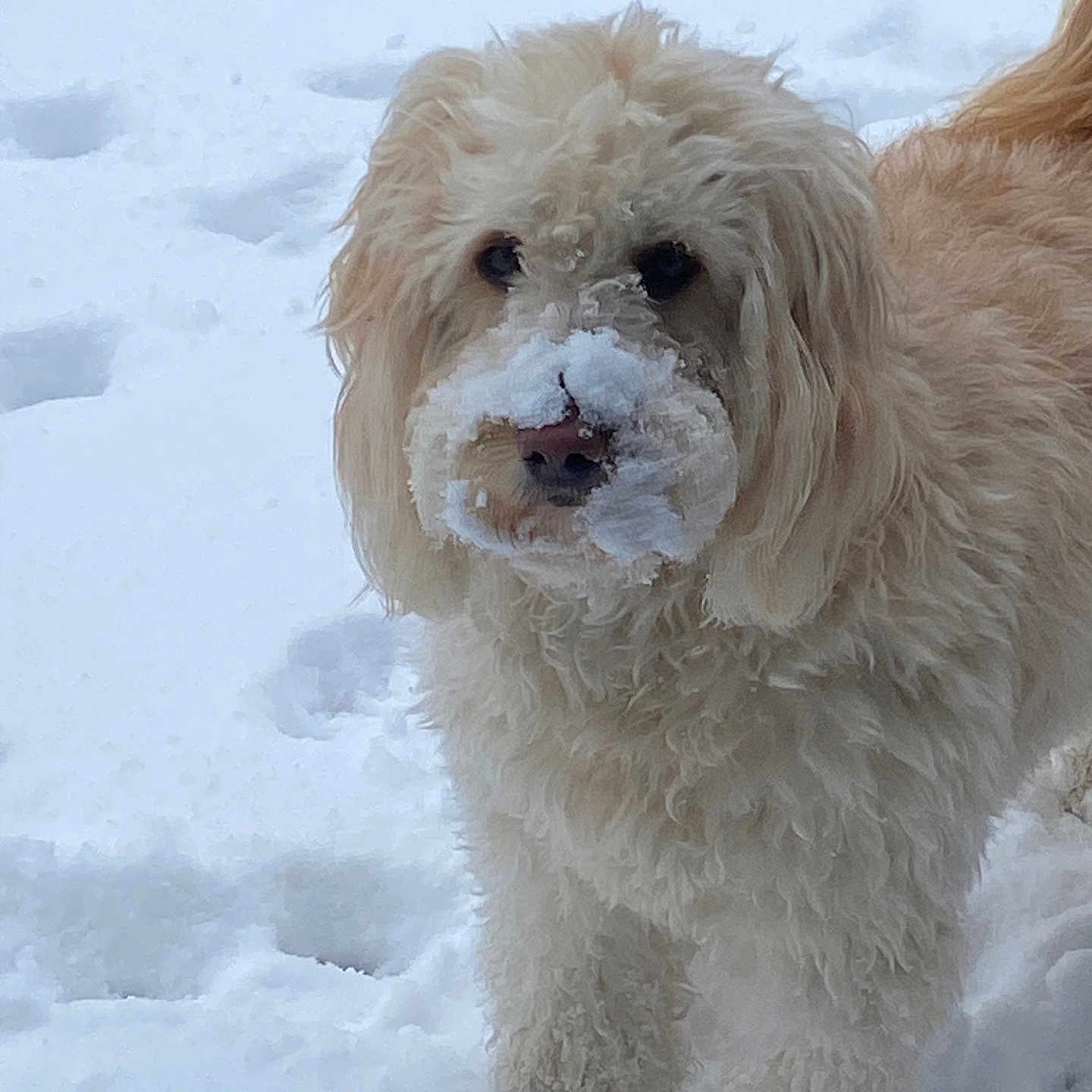 Goldilocks joined the competition — help win amazing prizes! dog, snow, winter, outdoor, fluffy, cream_colored, long_hair, curly_fur, frosty_muzzle, sitting, portrait, pet, animal, cute, black_nose, dark_eyes, snowy_background, cold_weather, nature, photography