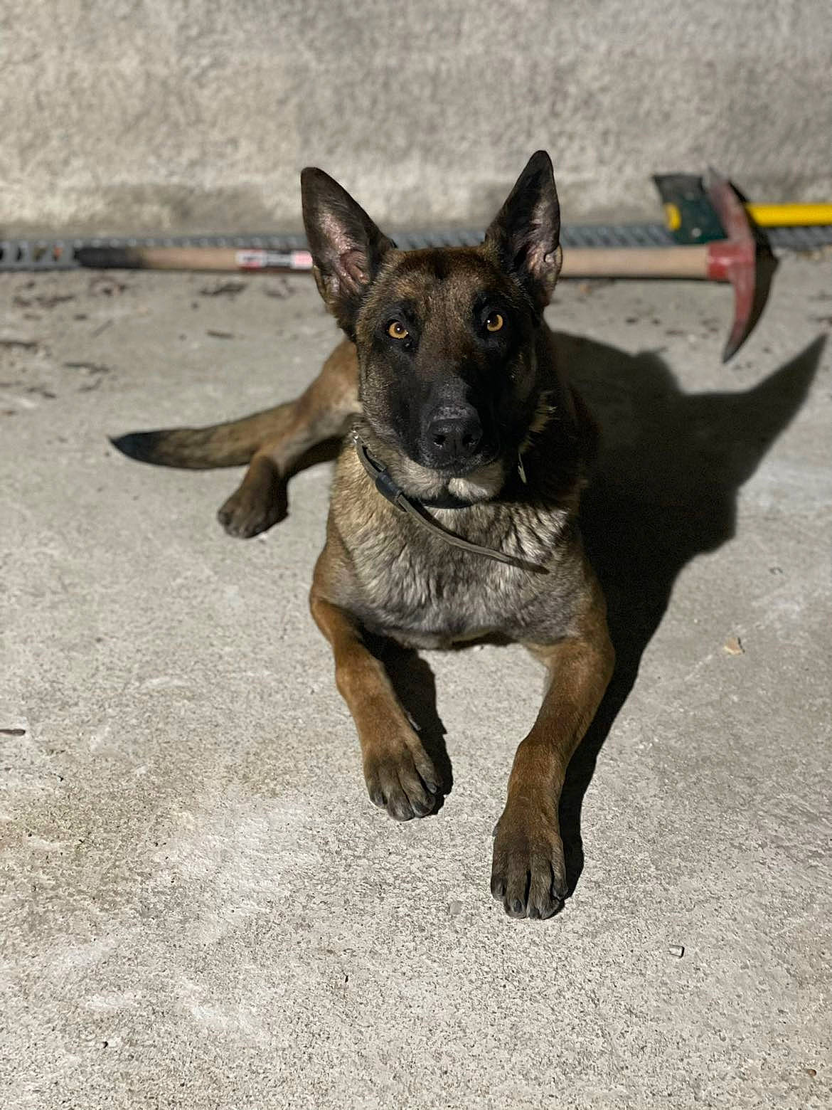 Priska a rejoint le concours — aidez-le/la à gagner de superbes lots ! biting, carnivore, companion_dog, dog, dog_breed, fawn, german_shepherd_dog, herding_dog, old_german_shepherd_dog, paw, snout, terrestrial_animal, working_animal, working_dog