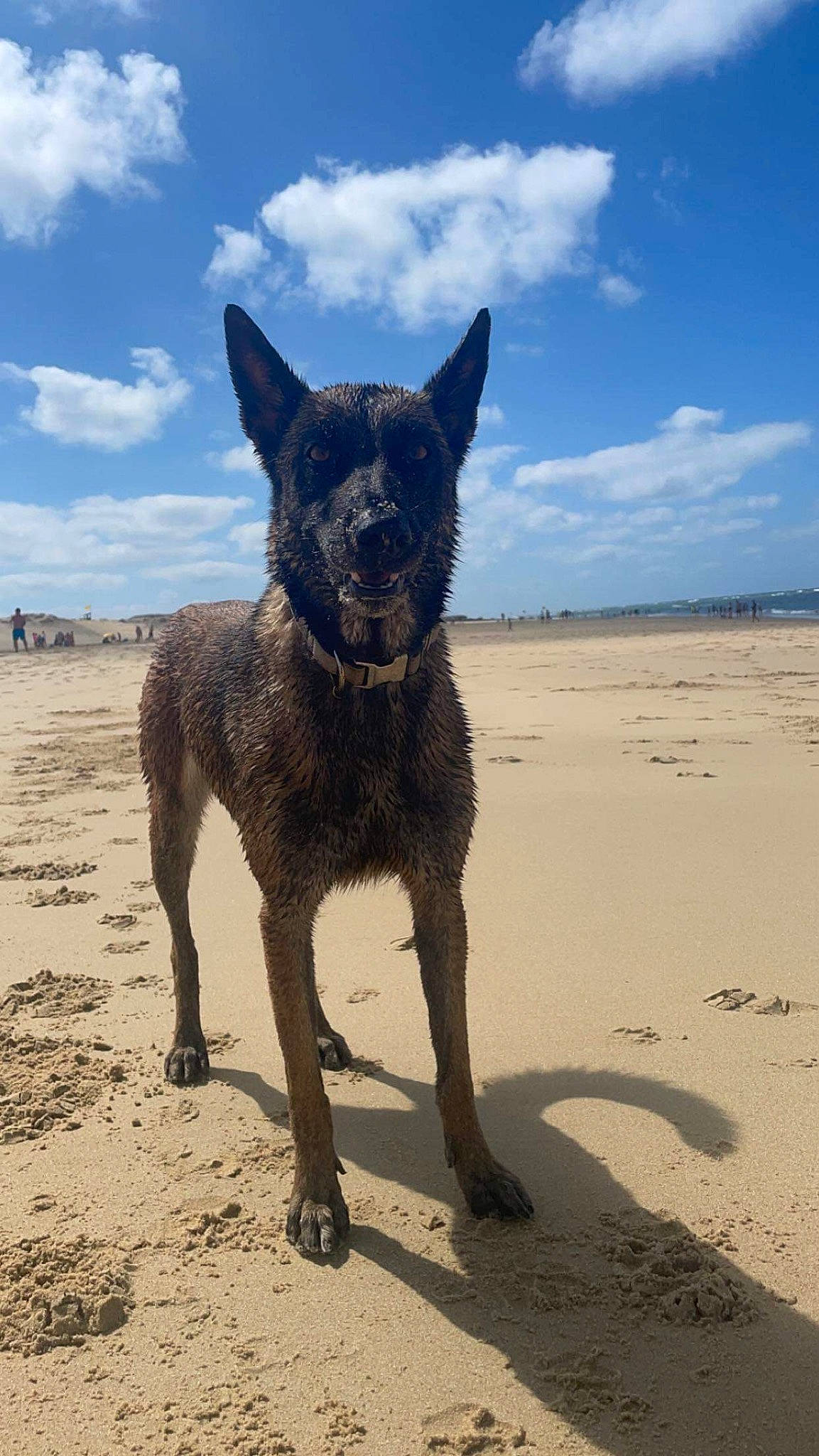 Priska a rejoint le concours — aidez-le/la à gagner de superbes lots ! beach, canidae, carnivore, cloud, dog, dog_breed, electric_blue, fawn, landscape, ocean, sand, sky, snout, sporting_group, tail, terrestrial_animal, water, wildlife, working_animal, working_dog