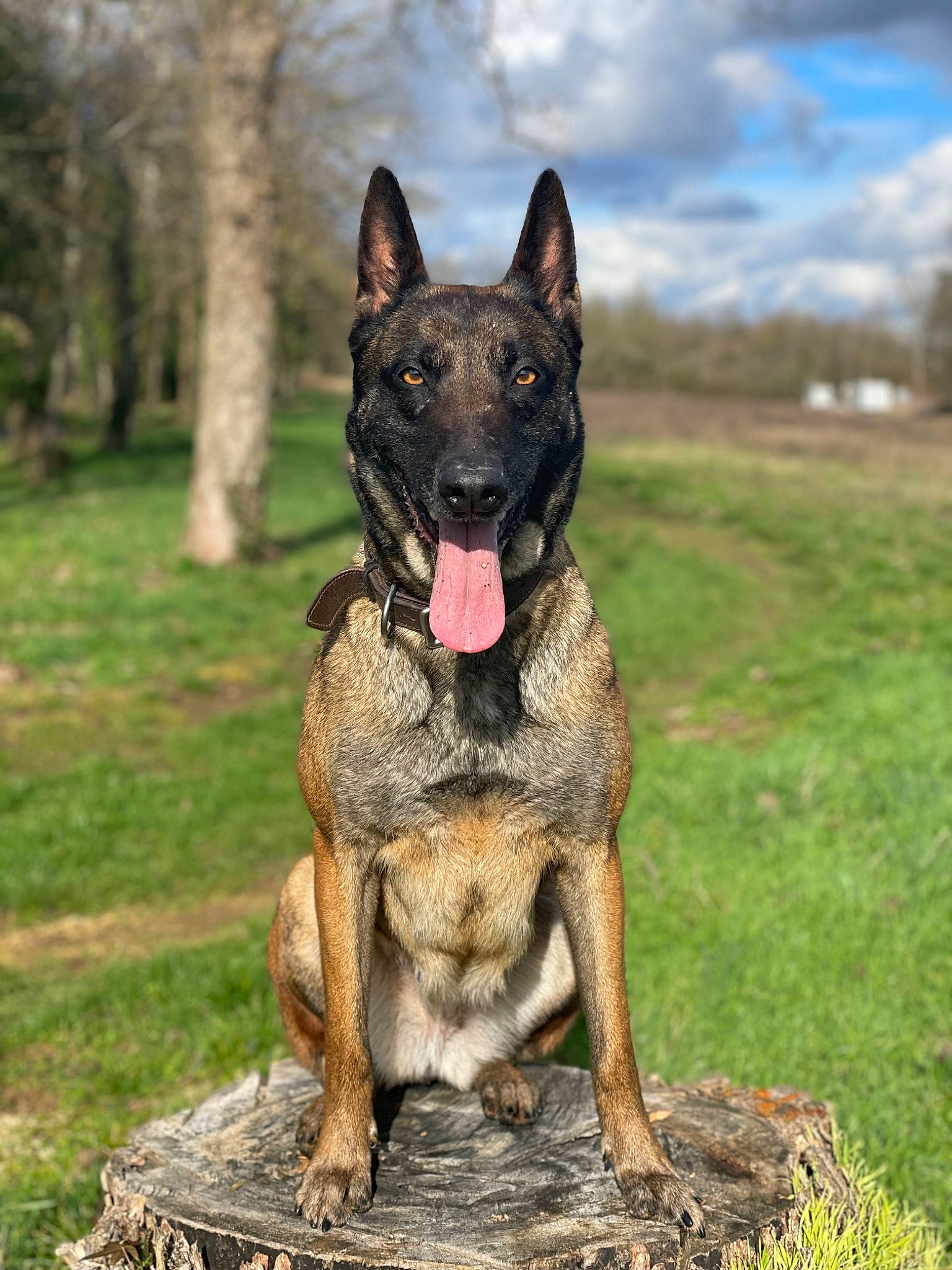 Priska a rejoint le concours — aidez-le/la à gagner de superbes lots ! biting, canidae, carnivore, cloud, companion_dog, dog, dog_breed, east_european_shepherd, german_shepherd_dog, grass, guard_dog, herding_dog, plant, sky, snout, sporting_group, terrestrial_animal, tree, working_animal, working_dog